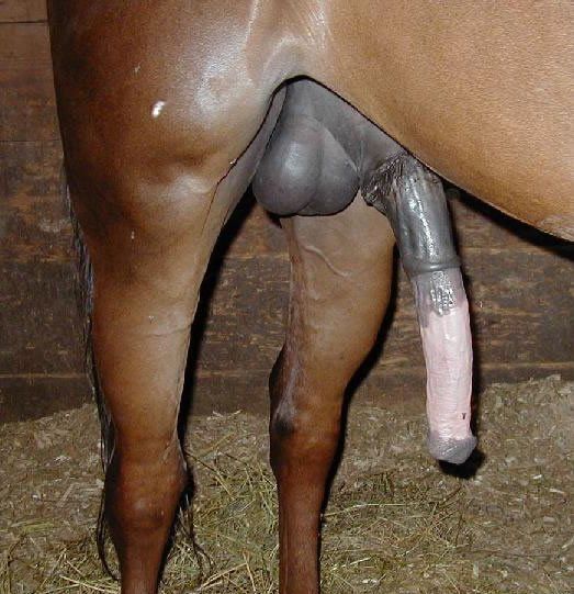 Horse hung bbc - 🧡 Is it dangerous to eat horse cum ? 